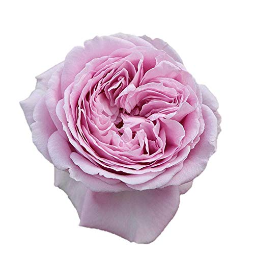 専用＊バラ　上海　苗 専用＊バラ 上海 苗